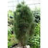 Сосна Черная австрийская Pinus nigra